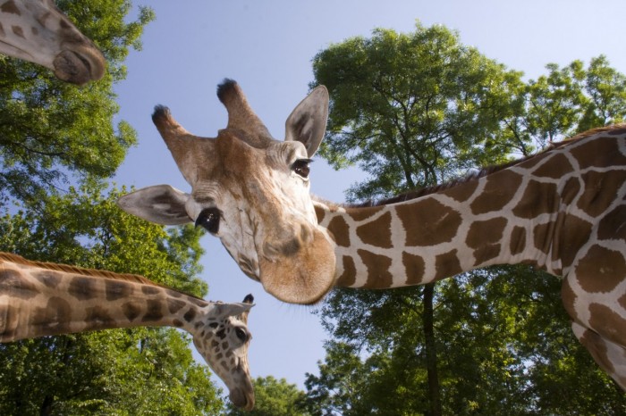 giraffes, Animal Park of Auvergne, in Ardes sur Couze