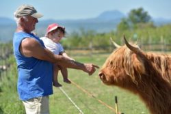 Sortie à la ferme pédagogique de la moulerette, à Montpeyroux, grand-père et son petit-fils devant une vache highland