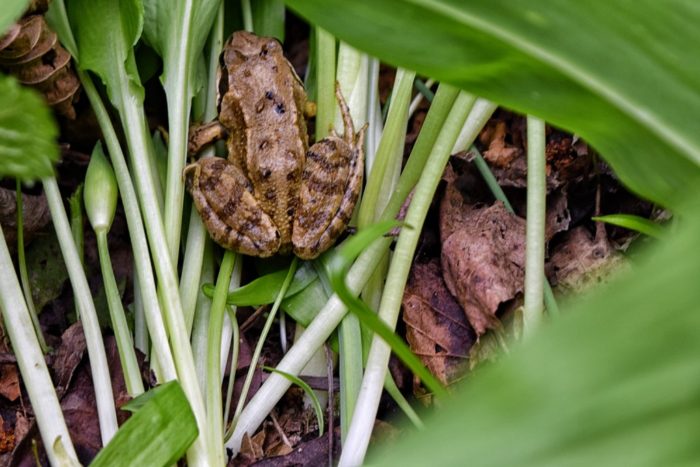 Grenouille, ail des ours, couze, puy-de-dôme, auvergne