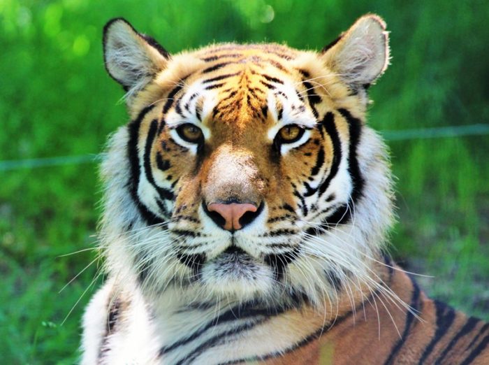 Tigre au Parc Animalier d'Auvergne