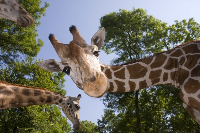 girafes au parc animalier d'Auvergne à Ardes sur couze