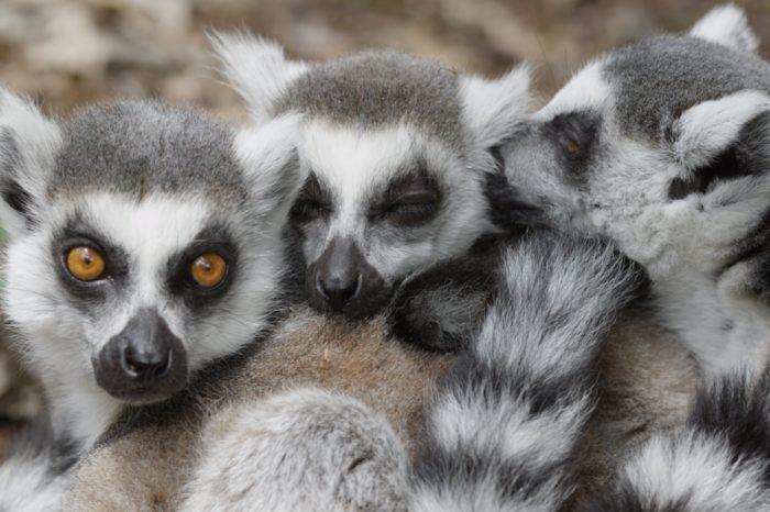 Lémuriens au parc animalier d'Auvergne