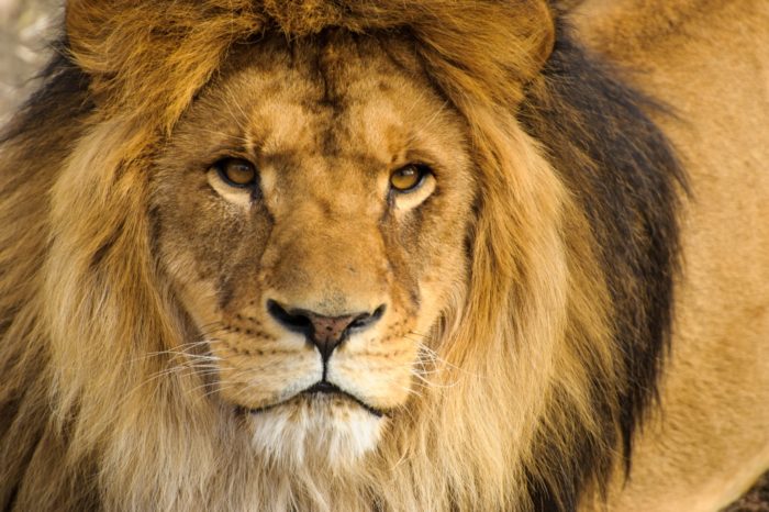 Unique : découvrez la passerelle aux lions au Parc Animalier d'Auvergne