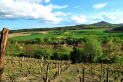 Vignes Perrier ©N.Dutranoy, Pays d'Art et d'Histoire