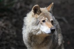 Loup Gris - Parc Animalier d'Auvergne