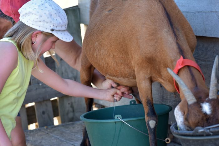 traite des chèvres, ferme pédagogique de la moulerette à Montpeyroux