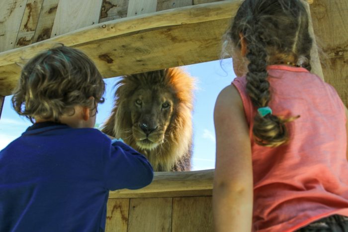 enfants devant un lion au Parc Animalier d'Auvergne