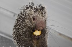 Coendous ou Porcs-épics préhensiles au parc animalier d'auvergne