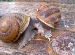 exploitation d'escargots à Jumeaux en Auvergne