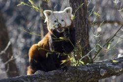 Pandas roux au Parc Animalier d'Auvergne