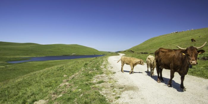 vaches près du lac de la roche orcine dans le cézallier