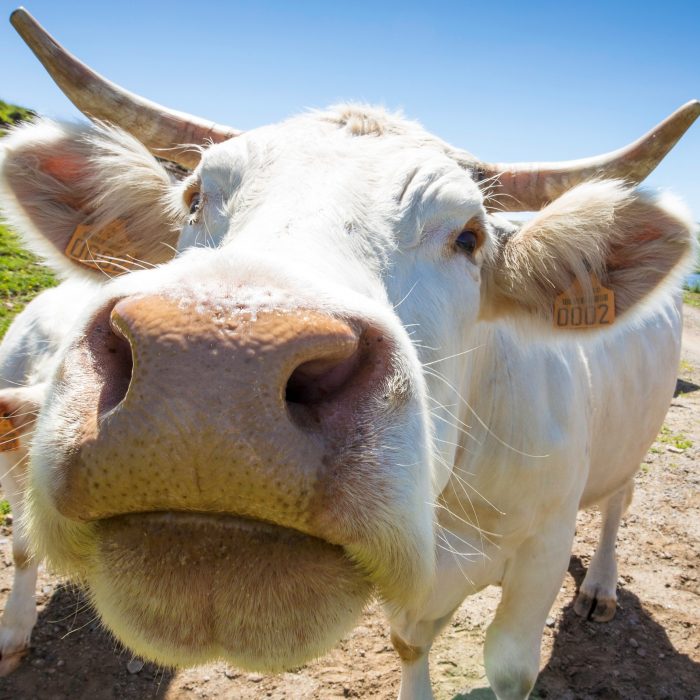 vaches-cézallier-auvergne