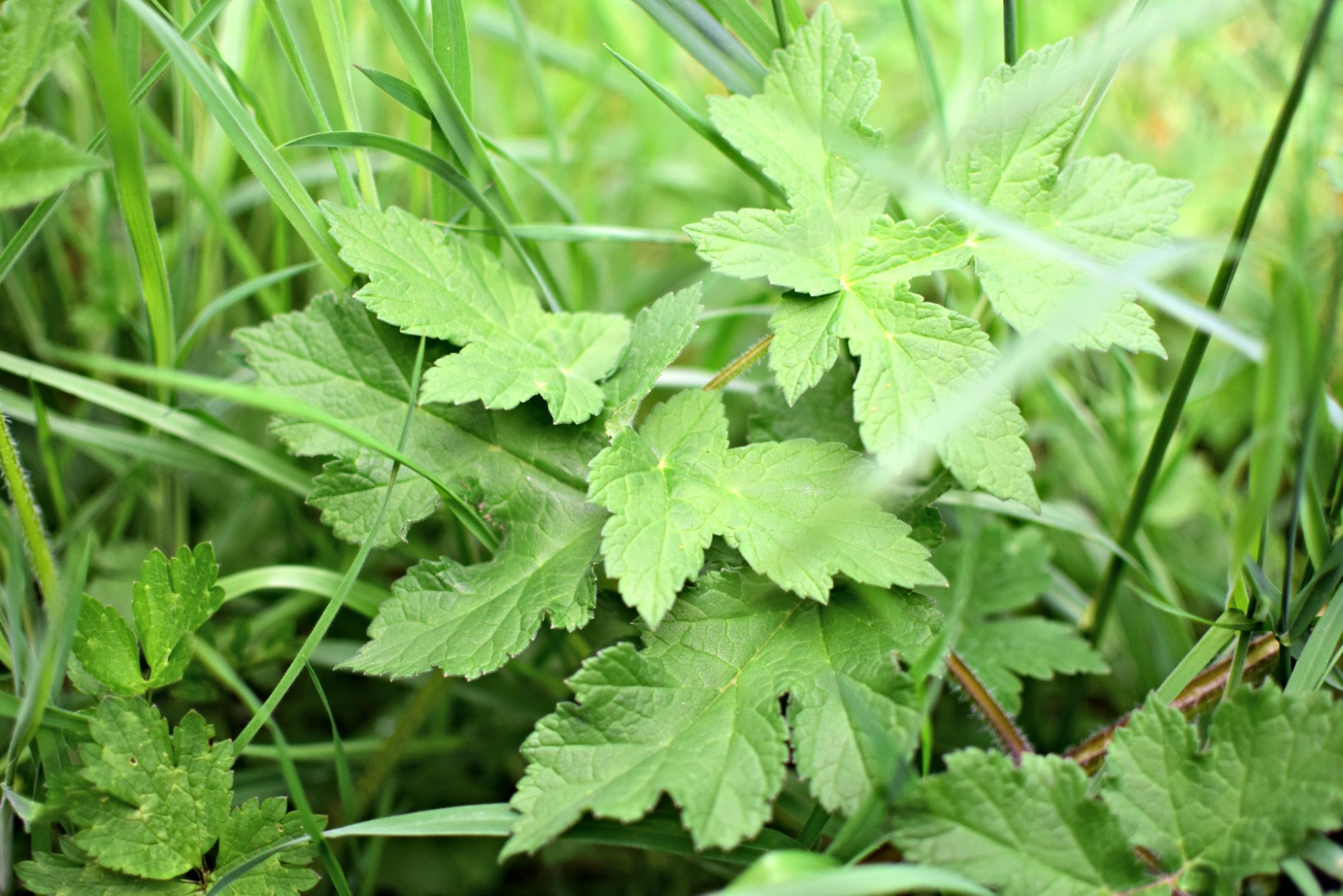 Tout savoir sur « Les plantes sauvages » - Info Clermont Métropole