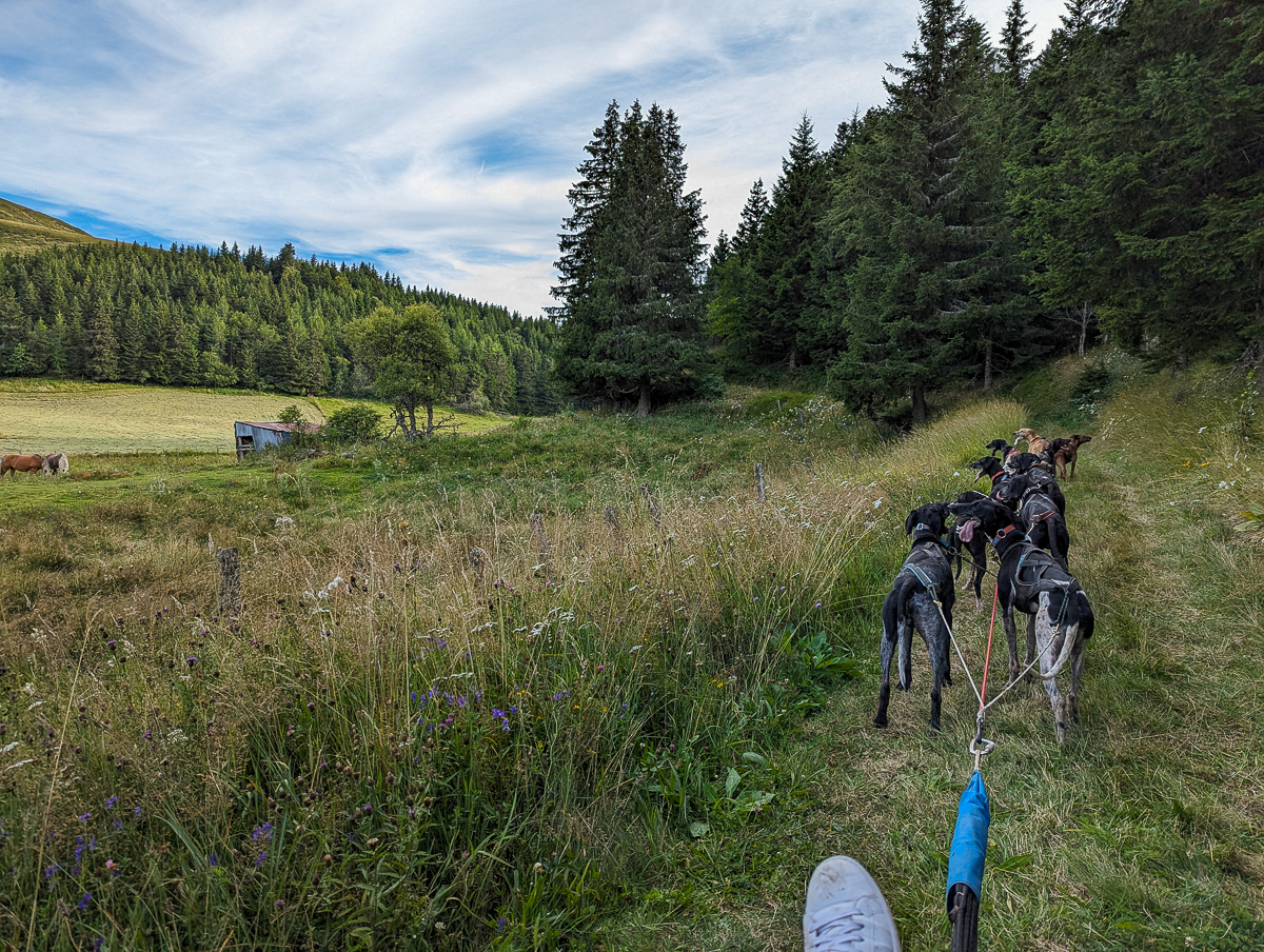 Cani kart Cézallier