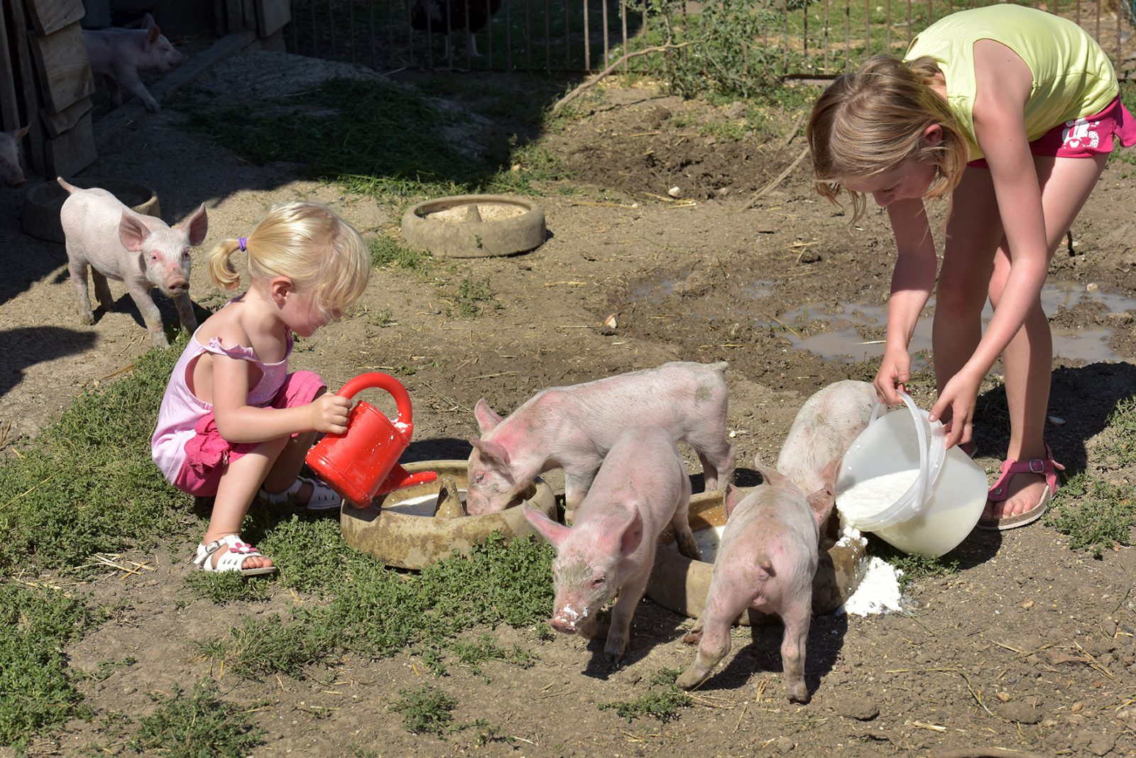 Atelier bébé-fermier à la Ferme du petit âge